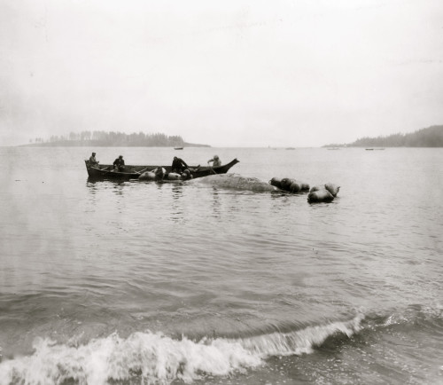 Makah Indian whalers landing whales at Neah Bay, Washington Poster Print - Item # VARBLL058751244L