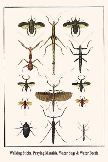 Mantodea, Phasmotadea, Nepidae, Dytiscidae Poster Print by Albertus  Seba - Item # VARBLL058729907x