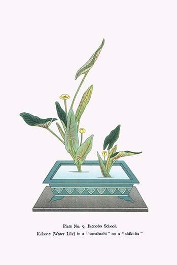 Print from a collection of Japanese flower arrangements known as Ikebana.  Kohone in a Sunabachi Poster Print by Josiah Conder - Item # VARBLL0587265884