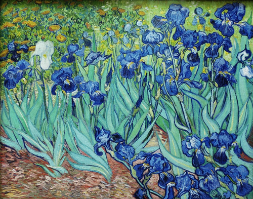 Irises Poster Print - Item # VARBLL058750368L