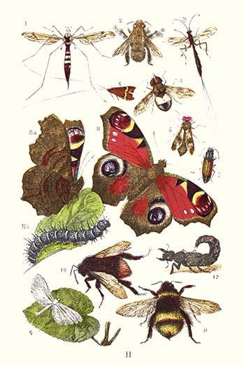 Mason Bee, Sting-fly, Peacock Butterfly, Humble Bee Poster Print by James  Sowerby - Item # VARBLL058718733L