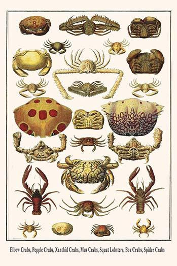 Parthenopidae, Xanthidae, Callapidae, Grapsidae, Leucosiidae, Brachyura Poster Print by Albertus  Seba - Item # VARBLL058729793x