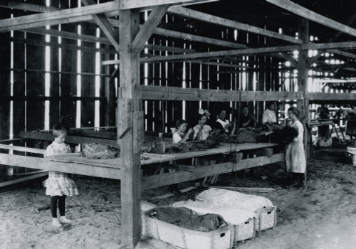 Interior of tobacco shed, Hawthorn Farm. Girls in foreground are 8, 9, and 10 years old. The 10 yr. old makes 50 cents a day. 12 workers on this farm are 8 to 14 years old, and about 15 are over 15 yrs Poster Print - Item # VARBLL058755127L