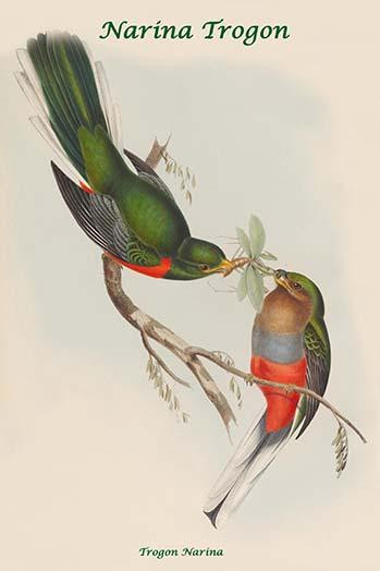Trogon Narina - Narina Trogon Poster Print by John  Gould - Item # VARBLL0587318538