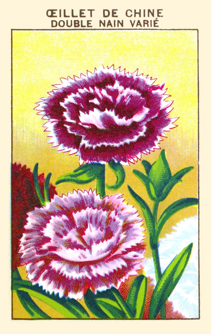 Chinese double carnation Poster Print by unknown