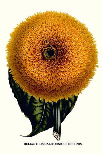Heliantus Californicus Insignis Poster Print by Louis Benoit  Van Houtte - Item # VARBLL058712963L