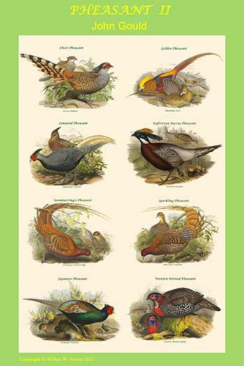 Composite Pheasant Poster II Poster Print by John  Gould - Item # VARBLL0587319534