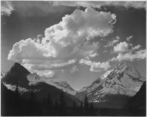 Tops of pine trees snow covered "In Glacier National Park" Montana. 1933 - 1942 Poster Print by Ansel Adams - Item # VARBLL0587400439