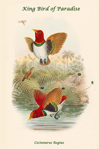 Cicinnurus Regius - King Bird of Paradise Poster Print by John  Gould - Item # VARBLL0587320338