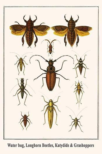 Nepidae, Cerambycidae, Orthoptera Poster Print by Albertus  Seba - Item # VARBLL0587299096