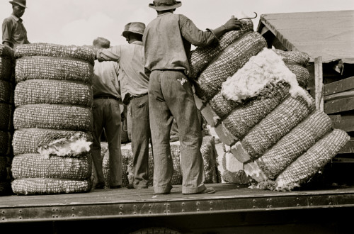 African American Loading cotton in Natchez, Mississippi Poster Print - Item # VARBLL058744880L