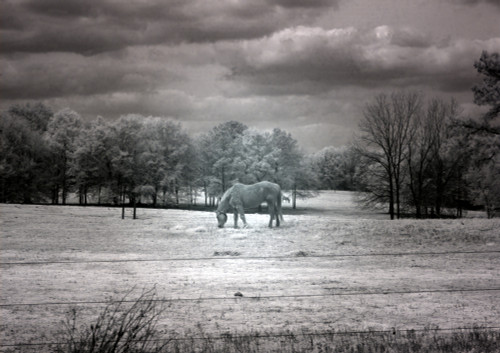 Horse Grazing in Field Poster Print by Carol Highsmith - Item # VARBLL0587558539