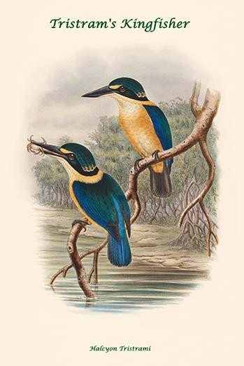 Halcyon Tristrami - Tristram's Kingfisher Poster Print by John  Gould - Item # VARBLL0587318074