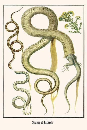 Serpentes, Indonesia, Ambon, Squamata, Africa Poster Print by Albertus  Seba - Item # VARBLL0587297298