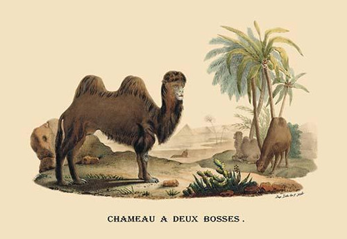 Camel in the desert among the pyramids. Poster Print by E. F. Noel - Item # VARBLL0587088958