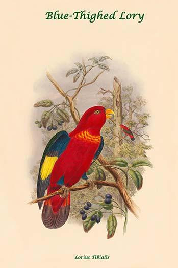 Lorius Tibialis - Blue-Thighed Lory Poster Print by John  Gould - Item # VARBLL0587317949