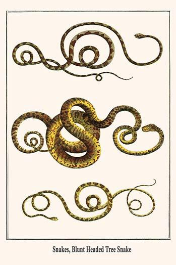 Serpentes, Imantodes, cenchoa Poster Print by Albertus  Seba - Item # VARBLL058729728x