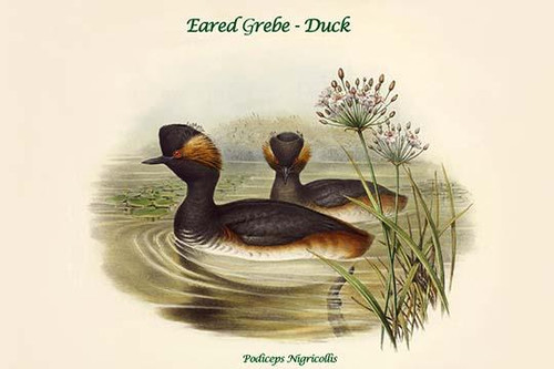 Podiceps Nigricollis - Eared Grebe - Duck Poster Print by John  Gould - Item # VARBLL0587320222