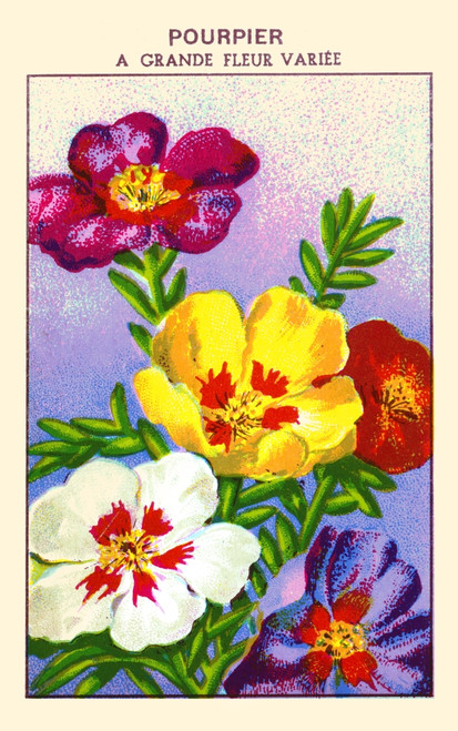 Great flower purslane Poster Print by unknown - Item # VARBLL0587409436