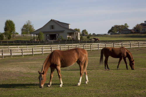 Horses Graze on Farmland in Rural Alabama Poster Print by Carol Highsmith - Item # VARBLL0587558857
