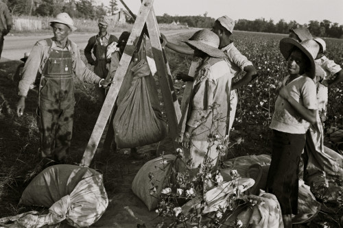 African American Weighing in cotton. Pulaski County, Arkansas Poster Print - Item # VARBLL058744861L