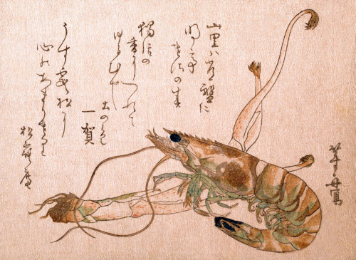 Shrinp & Udo Plant Poster Print by Toshu - Item # VARBLL0587651369