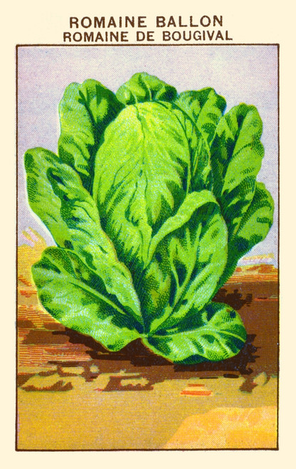 Romain lettuce Poster Print by unknown - Item # VARBLL0587408855