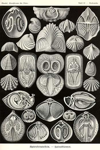 Spirobranchus is a small genus of tube-building annelid fanworms in the family Serpulidae. Poster Print by Ernst  Haekel - Item # VARBLL058764616L