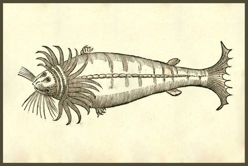 Cetus Capillatus. A monster derived from the common Harbor seal because ...