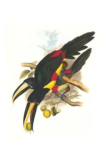 Pteroglossus araracari aracari Poster Print by John  Gould - Item # VARBLL0587292202