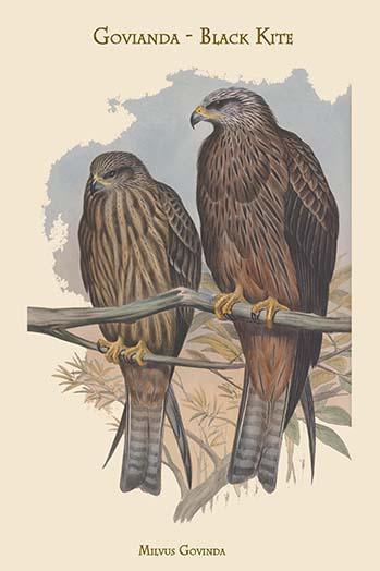 Milvus Govinda - Govianda - Black Kite Poster Print by John  Gould - Item # VARBLL058731365x