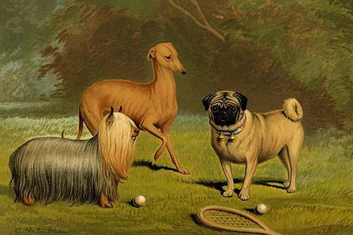 Yorkshire Terrier, Italian Greyhound & Pug Poster Print by Vero  Shaw - Item # VARBLL0587291753