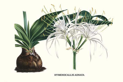 Hymenocallis adnata, tropical America, lily family Poster Print by Louis Benoit  Van Houtte - Item # VARBLL058712985L