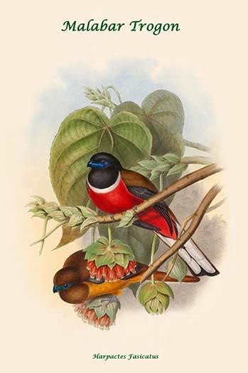 Harpactes Fasicatus - Malabar Trogon Poster Print by John  Gould - Item # VARBLL0587318732