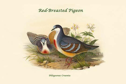 Phlogoenas Cruenta - Red-Breasted Pigeon Poster Print by John  Gould - Item # VARBLL0587319739