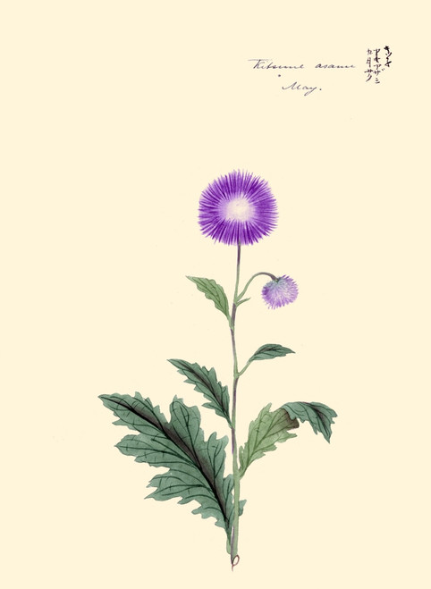 Japanese print of Drawing shows stalk with purple blossom and leaves of a Japanese plumed thistle. Poster Print by Megata Morikaga - Item # VARBLL0587418982