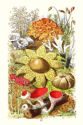 Reindeer Moss, Earth-star, Scarlet Cup-moss Poster Print by James  Sowerby - Item # VARBLL058718732L