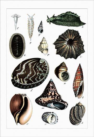 A variety of mollusks and shells from the abalone and limpet to the sea slug Poster Print by Heinrich V. Schubert - Item # VARBLL0587190213