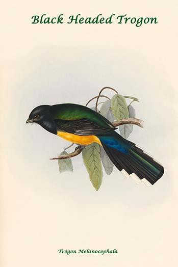 Trogon Melanocephala - Black Headed Trogon Poster Print by John  Gould - Item # VARBLL0587318406