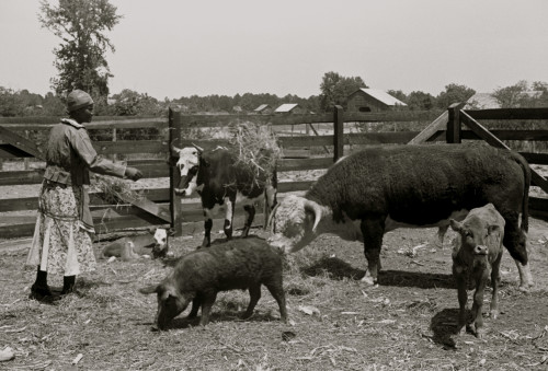 Jorena Pettway with some of the Gees Bend livestock, Alabama Poster Print - Item # VARBLL058744956L