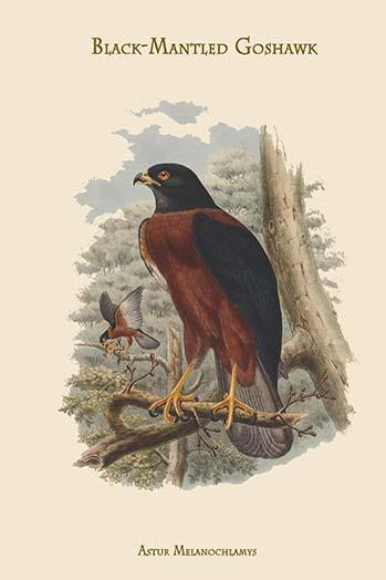 Astur Melanochlamys - Black-Mantled Goshawk Poster Print by John  Gould - Item # VARBLL0587313595