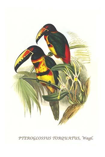 Pteroglossus torquatus torquatus Poster Print by John  Gould