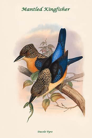 Dacelo Tyro - Mantled Kingfisher Poster Print by John  Gould