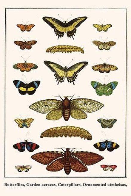 Papilionidae, Nymphalidae, Papilio astyalus, Xyleutes strix, Utetheisia ornatrix Poster Print by Albertus  Seba - Item # VARBLL0587298790