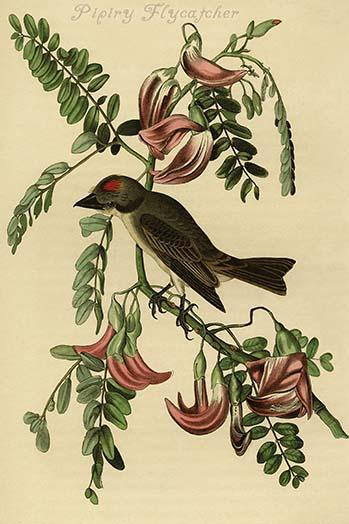 Hand-colored aquatint engraving by R. Havell from the first edition of The Birds of America. Poster Print by John James  Audubon - Item # VARBLL058764694L