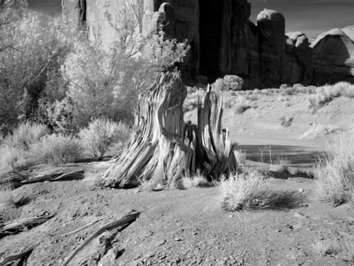 The valley's vivid red color comes from iron oxide exposed in the weathered siltstone. The darker, blue-gray rocks in the valley get their color from manganese oxide. Poster Print - Item # VARBLL058748544L