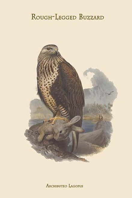 Archibuteo Lagopus - Rough-Legged Buzzard Poster Print by John  Gould - Item # VARBLL0587313749