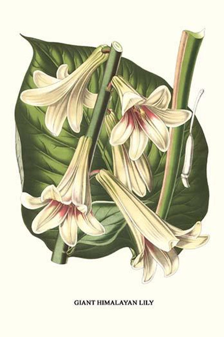 Lily, Lilium giganteum, Himalayas, Giant Himalayan Lily Poster Print by Louis Benoit  Van Houtte - Item # VARBLL058712991L