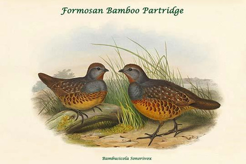 Bambusicola Sonorivox -Formosan Bamboo Partridge Poster Print by John  Gould - Item # VARBLL0587320591