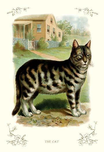 Cat in front of a farm house. Poster Print by unknown - Item # VARBLL0587112077